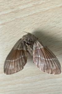 <i>Macrothylacia rubi</i>