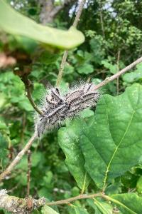 <i>Thaumetopoea processionea</i>