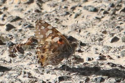 <i>Vanessa cardui</i>