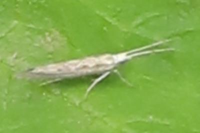 <i>Plutella xylostella</i>