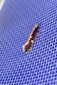 <i>Monopis crocicapitella</i>