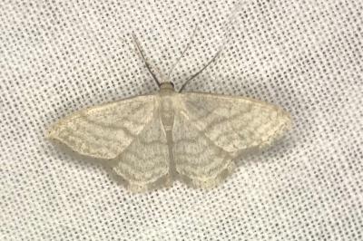 <i>Idaea subsericeata</i>