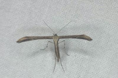 <i>Emmelina monodactyla</i>