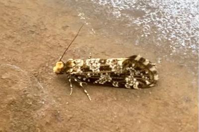 <i>Triaxomera parasitella</i>