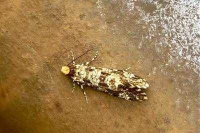 <i>Triaxomera parasitella</i>