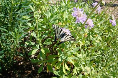 <i>Iphiclides podalirius</i>