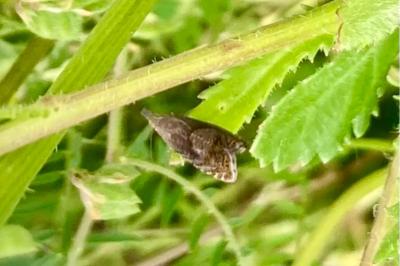 <i>Dichrorampha aeratana</i>
