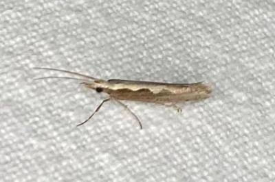 <i>Plutella xylostella</i>