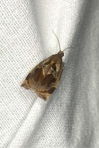<i>Archips crataegana</i>