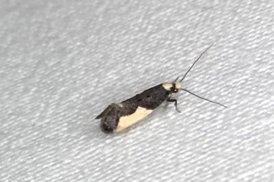 <i>Monopis monachella</i>
