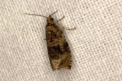 <i>Celypha lacunana</i>