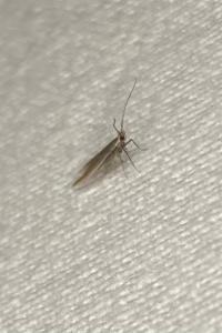 <i>Coleophora</i>