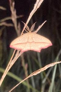 <i>Timandra comae</i>