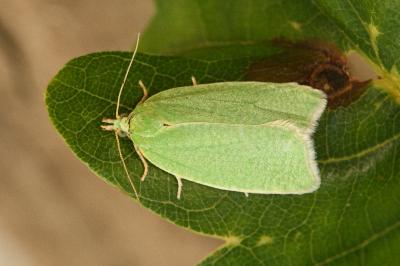<i>Tortrix viridana</i>