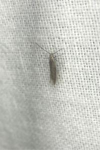 <i>Coleophora</i>