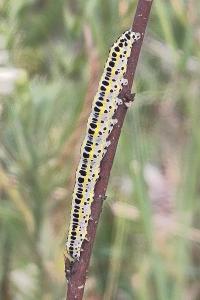 <i>Calophasia lunula</i>