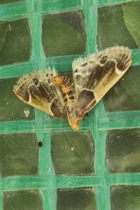 <i>Pyralis farinalis</i>