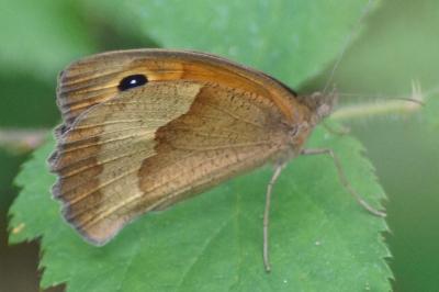 <i>Maniola jurtina</i>