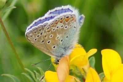 <i>Polyommatus icarus</i>