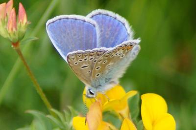 <i>Polyommatus icarus</i>
