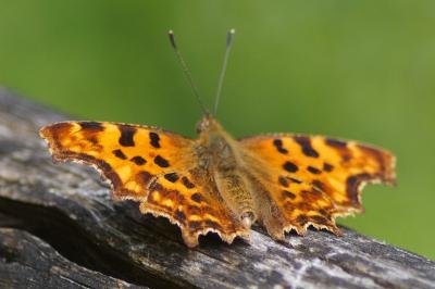 <i>Polygonia c-album</i>