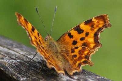 <i>Polygonia c-album</i>