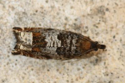<i>Ancylis achatana</i>