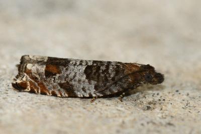 <i>Ancylis achatana</i>