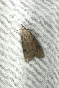 <i>Aphomia sociella</i>