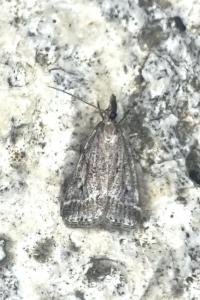 <i>Eudonia pallida</i>