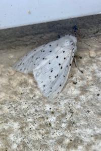 <i>Spilosoma lubricipeda</i>