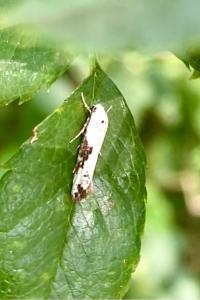 <i>Prays fraxinella</i>
