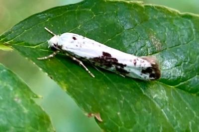 <i>Prays fraxinella</i>