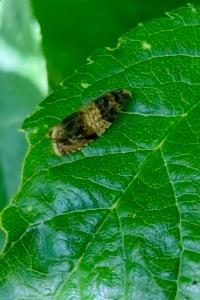 <i>Celypha aurofasciana</i>