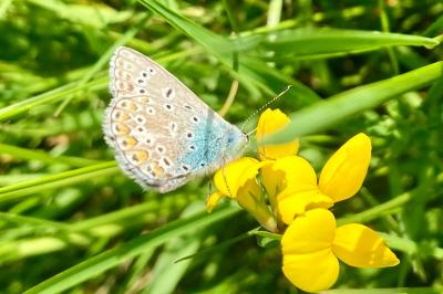 <i>Polyommatus icarus</i>