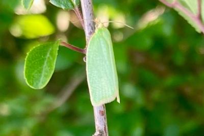 <i>Tortrix viridana</i>