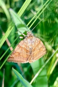 <i>Euclidia glyphica</i>