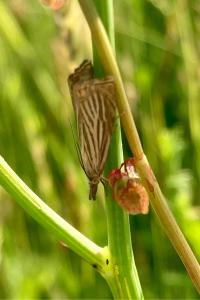 <i>Chrysoteuchia culmella</i>