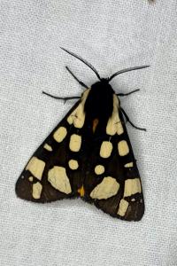 <i>Arctia villica</i>