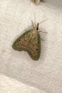<i>Aphomia sociella</i>