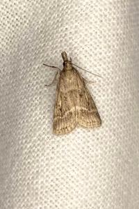 <i>Eudonia pallida</i>