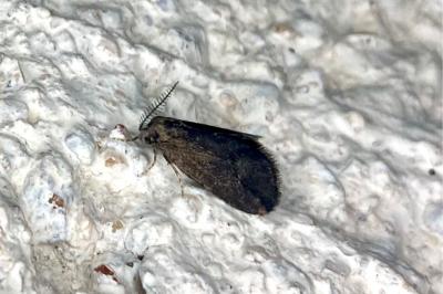 <i>Psyche casta</i>