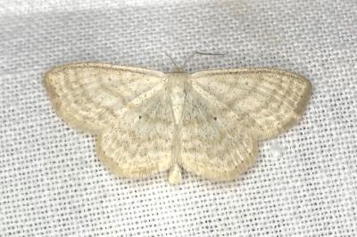 <i>Scopula immutata</i>