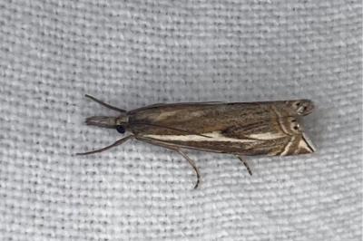 <i>Crambus lathoniellus</i>