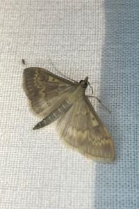 <i>Ostrinia nubilalis</i>