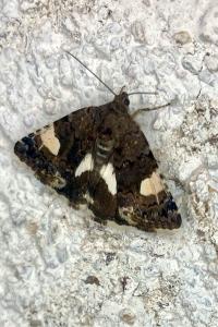 <i>Tyta luctuosa</i>