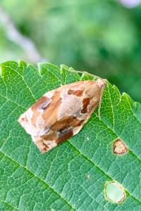 <i>Archips xylosteana</i>