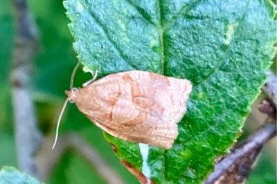 <i>Archips rosana</i>