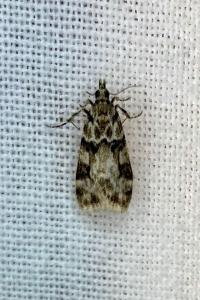 <i>Eudonia delunella</i>