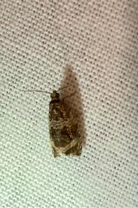 <i>Celypha lacunana</i>